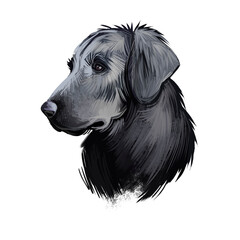 Flat-Coated Retriever, Flatcoat, Flattie, Flatte, Flatt dog digital art illustration isolated on white background. UK origin hunting dog. Cute pet hand drawn portrait. Graphic clip art design.