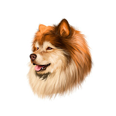 Finnish Lapphund, Finnish Lapponian Dog, Lapinkoira, Suomenlapinkoira dog digital art illustration isolated on white background. Finland origin working dog. Pet hand drawn portrait. Graphic clip art.