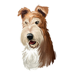 Wire Fox Terrier dog, Wirehaired terrier, Fox terrier digital art illustration isolated on white background. England origin hunting dog. Cute pet hand drawn portrait. Graphic clip art design, artwork. - obrazy, fototapety, plakaty