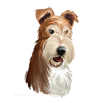 Wire Fox Terrier dog, Wirehaired terrier, Fox terrier digital art illustration isolated on white background. England origin hunting dog. Cute pet hand drawn portrait. Graphic clip art design, artwork.