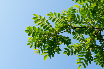 オニグルミの葉っぱの大きな枝　麻機遊水地　静岡市