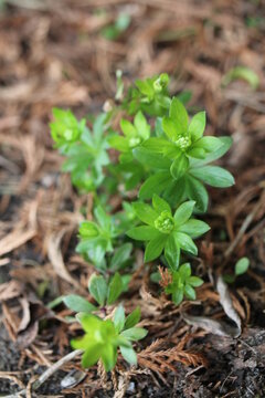 Galium odoratum przytulia wonna marzanka wonna