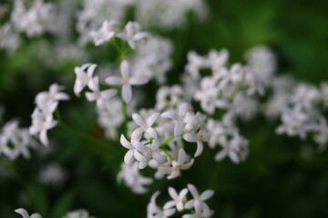 Galium odoratum przytulia wonna marzanka wonna