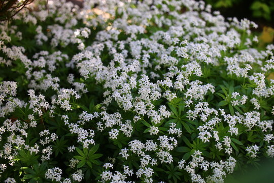 Galium odoratum przytulia wonna marzanka wonna