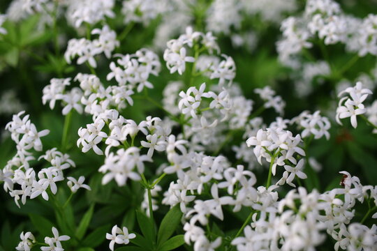 Galium odoratum przytulia wonna marzanka wonna
