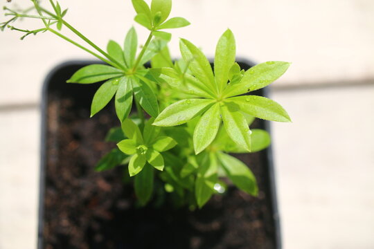 Galium odoratum przytulia wonna marzanka wonna