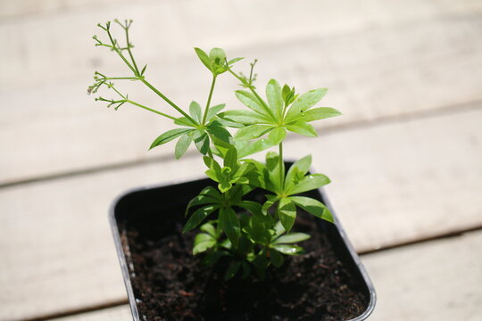 Galium odoratum przytulia wonna marzanka wonna