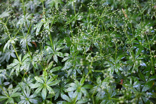 Galium odoratum przytulia wonna marzanka wonna