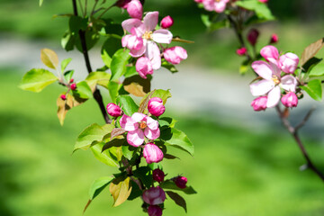 Obraz premium Flowering branches of the decorative apple tree malus ola close-up. A spring tree blooms with pink petals in a garden or park 