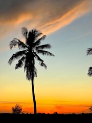palm trees at sunset