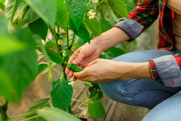 Close-up photo of hands and peppers on a plant in a greenhouse.