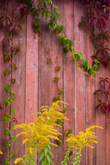  Parthenocissus quinquefolia, known as Virginia creeper, Victoria creeper, five-leaved ivy. Red foliage background red wooden wall. Natural background.