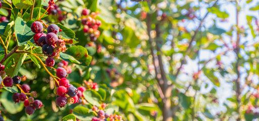 branch of colored ripe berries of shadberry