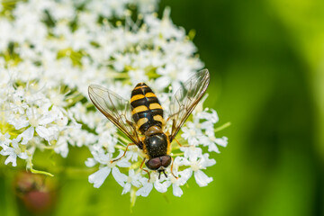 bee on a flower