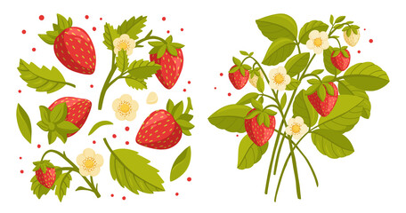 Collection of fresh strawberries and strawberry branches, green leaves and flowers isolated on white background. Fresh, organic berries. Gardening or horticulture concept. Vector illustration.