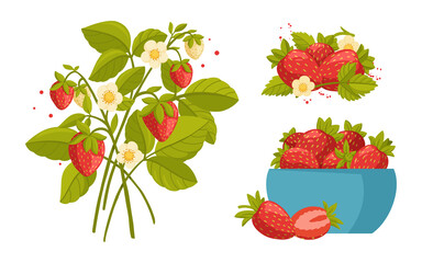 Collection of strawberry branches, green leaves and flowers isolated on white background. Bowl with fresh sweet strawberries. Organic berries. Gardening or horticulture concept. Vector illustration.
