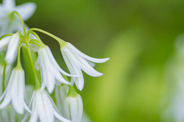 雨に濡れた白い花