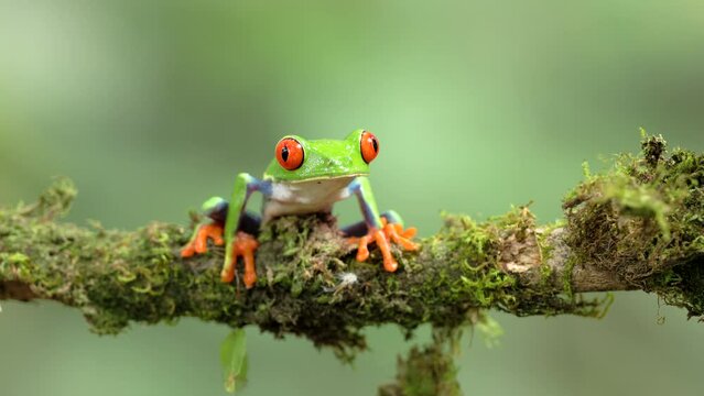 a front on shot of a red-eyed tree frog sitting on a branch in a garden at sarapiqui in costa rica