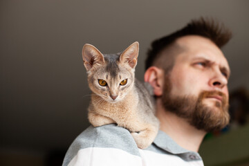 Abyssinian blue cat sitting on bearded man's shoulder. Habits and features of abyssinian cats. Love relationship, friendship between human and cat. Pets care. World cat day. Selective focus. - obrazy, fototapety, plakaty