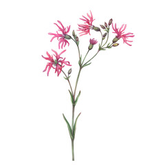 Close-up of pink ragged-robin flowers (silene flos-cuculi, cuckoo flower, crowflower). Watercolor hand painting illustration on isolate white background.