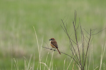 bird Siberian zhulan on a branch