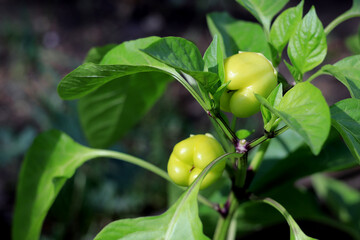 green pepper grows in the garden