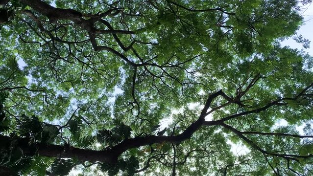 The sky was obscured by green leaves, the wide branches of tree, tree  can remove air pollution in city