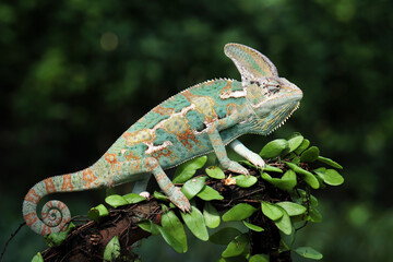 Veiled Chameleon (Chamaeleo calyptratus) on tree branch. Veiled Chameleon has a peculiarity in its eyes. Both eyes can rotate 360 degrees independently.