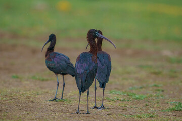 The glossy ibis is a wading bird in the ibis family Threskiornithidae. Glossy ibises feed in very shallow water and nest in freshwater.