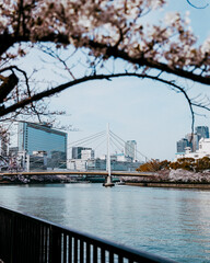 川沿いに咲く桜