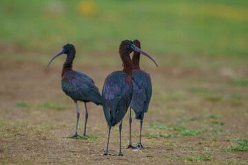 The glossy ibis is a wading bird in the ibis family Threskiornithidae. Glossy ibises feed in very shallow water and nest in freshwater.