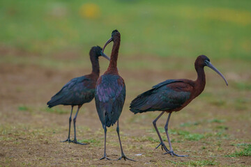 The glossy ibis is a wading bird in the ibis family Threskiornithidae. Glossy ibises feed in very shallow water and nest in freshwater.