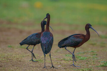 The glossy ibis is a wading bird in the ibis family Threskiornithidae. Glossy ibises feed in very shallow water and nest in freshwater.