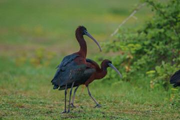 The glossy ibis is a wading bird in the ibis family Threskiornithidae. Glossy ibises feed in very shallow water and nest in freshwater.