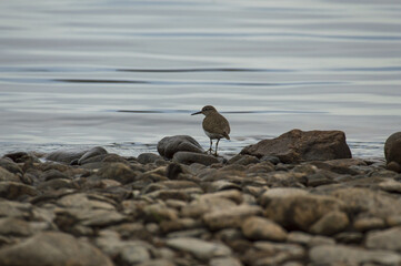 a sandpiper bird near the water