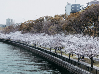 川沿いに咲く桜