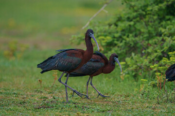 The glossy ibis is a wading bird in the ibis family Threskiornithidae. Glossy ibises feed in very shallow water and nest in freshwater.