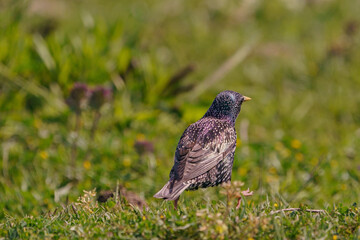 Common Starling (Sturnus vulgaris) feeding on grass