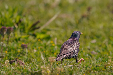 Common Starling (Sturnus vulgaris) feeding on grass