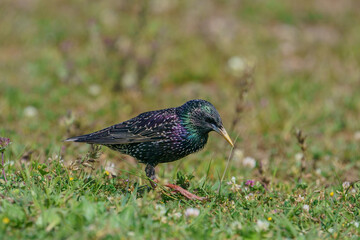 Common Starling (Sturnus vulgaris) feeding on grass