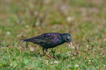 Common Starling (Sturnus vulgaris) feeding on grass