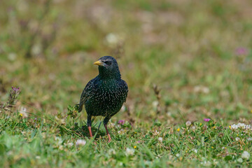 Common Starling (Sturnus vulgaris) feeding on grass