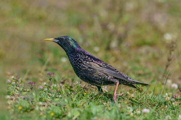 Common Starling (Sturnus vulgaris) feeding on grass
