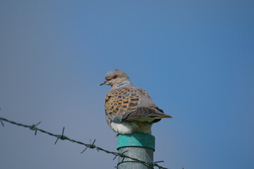 European Turtle Dove (Streptopelia turtur) perched on fence wire