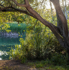 Lago en el parque