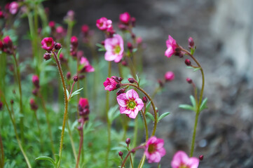 Small pink spring flowers on green grass