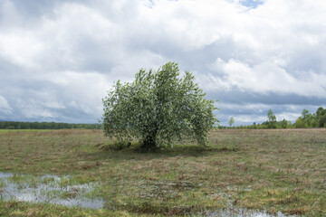 one blooming tree in a clearing