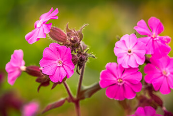 Pink flower