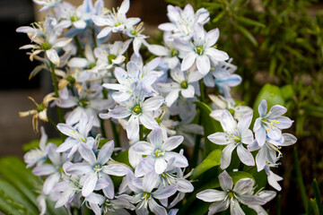awesom summer flowers in pale blue with leaves