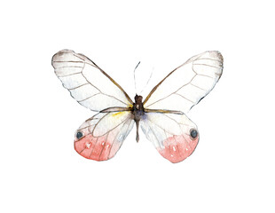 Hand-drawn watercolor pink blushing phantom butterfly moth illustration. Insect animal drawing isolated on white background.  Animal collection